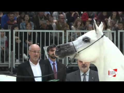 N.208 EMIRA - Verona 2015 - Mares 10 years old and over (Class 9)
