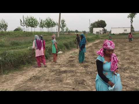 Velacell Moringasamen