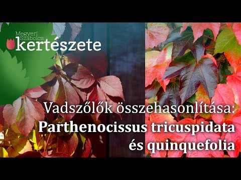 Vadszőlők összehasonlítása: Parthenocissus tricuspidata és quinkefolia