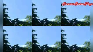 Semurni Embun Pagi ( Video cover ) - Maruli Tampubolon