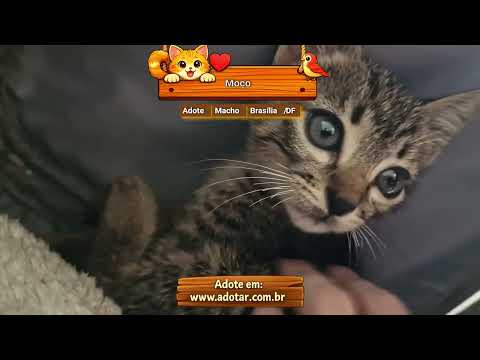 Vídeo de Moço 