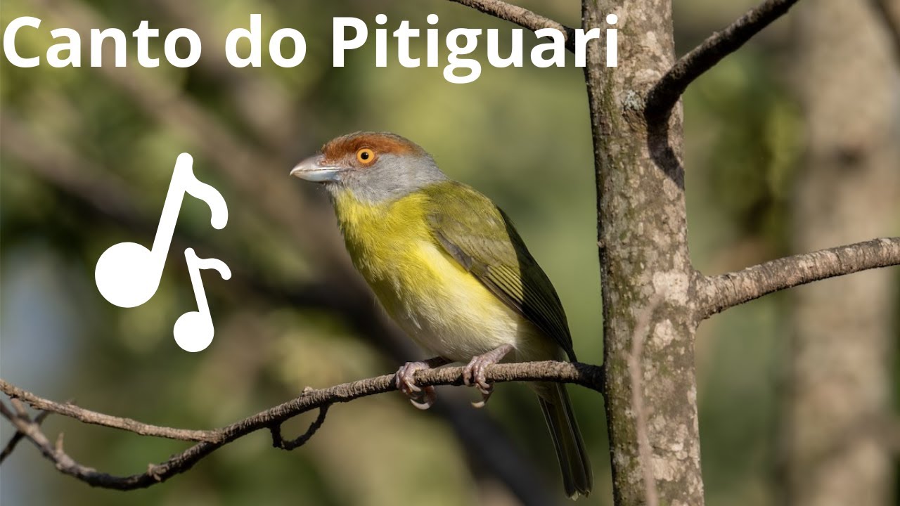 Canto do Pitiguari Cyclarhis Gujanensis 🐦🐦