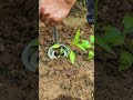Precision Vegetable Transplanting: Efficient Sapling Relocation with Professional Tools 🌶️🌱✨