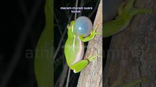 Download lagu macam-macam suara kodok suaranya bagus banget #shorts #kodok #youtubeshorts mp3 Download lagu macam-macam suara kodok suaranya bagus banget #shorts #kodok #youtubeshorts mp3