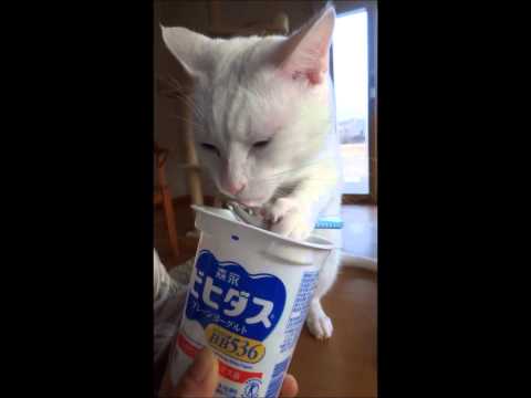 My cat eating yogurt with a spoon