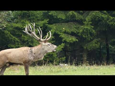 Der Platzhirsch röhrt