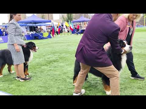 ⭐Max⭐ Boyero de Berna - Bernese Mountain Dog