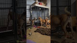 Video preview image #1 Brazilian Mastiff Puppy For Sale in Jasper, AL, USA