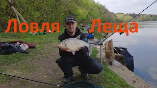 Удачная ловля на фидер леща весной