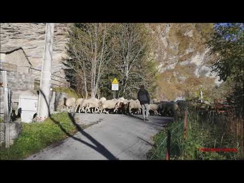 TRANSUMANZA DI PECORE, FIERA DI SON MARTIN A CASTELDELFINO. (CN) VALLE VARAITA. DOM. 17 - 10 - 2021.