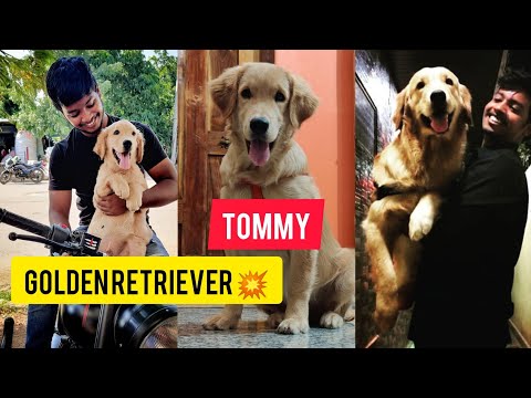 golden retriever || Tommy || friendly dog's