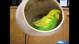 BUDGIE Talks Nonstop inside a Gourd | Pedro Video #16 | Liz Kreate