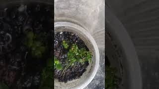 Download lagu Anubias Nana petite ll anubias Nana gold ll  # shorts mp3