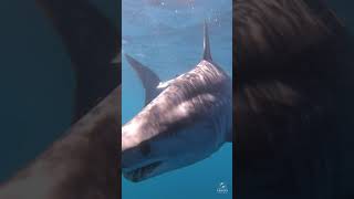 Download lagu Mako Shark comes for a closer look #shorts mp3
