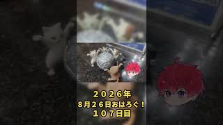 水曜日、猫たちからパワーもらおう。｜8月26日のおはろぐ107日目