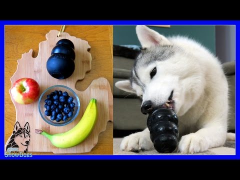 download lagu mp3 mp4 Frozen Kong Treats For Puppies, download lagu Frozen Kong Treats For Puppies gratis, unduh video klip Frozen Kong Treats For Puppies