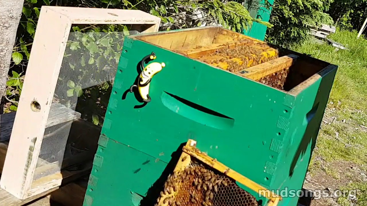Hive Inspection: Adding a 2nd Deep (mudsongs.org)