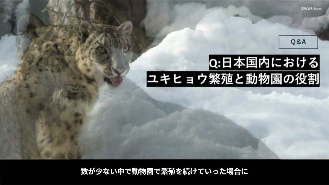 【PART3】「ネコの日に知りたい、ユキヒョウと地球のはなし」