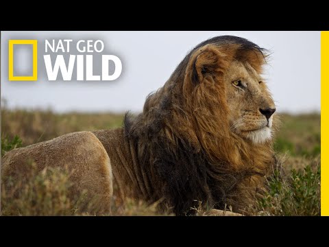 Quick Facts You Probably Didn't Know About Lions