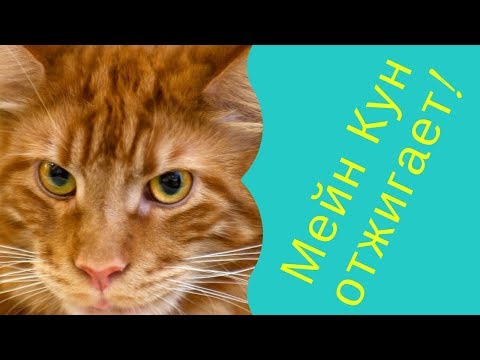 Кот Мейн Кун (Майс) и его друг (Скай) прикольно резвятся