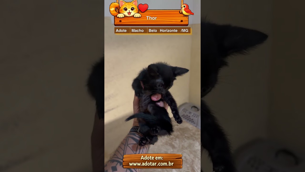 Gato raça SRD-ViraLata idade Abaixo de 2 meses nome Thor
