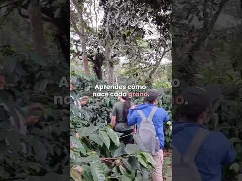 ¿Conoces la experiencia cafetera de Hacienda Ceylán? ☕🌿 | Viotá, Cundinamarca