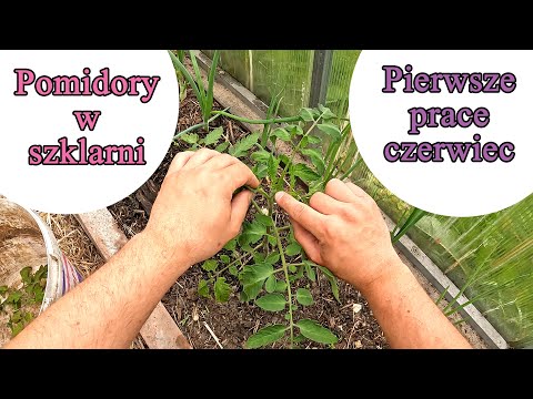 Pomidory w szklarni - pierwsze prace w czerwcu, nawożenie, podlewanie - Ogrodowe pierdamony 149