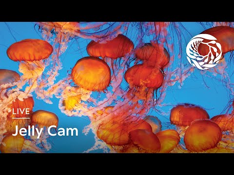 Live Jelly Cam - Monterey Bay Aquarium