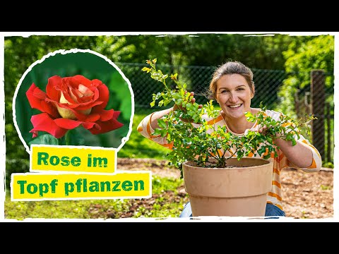 ROSEN PFLANZEN: Alles zum Thema einpflanzen im Topf 🌹