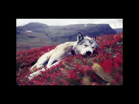 Fast tapping, Foam material and Mouthsounds!/FurryASMR