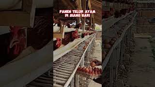 Download lagu Pengambilan Telur Ayam Panen Telur Ayam  #viral #ternakayam #shorts  #reels #caraternakayam mp3