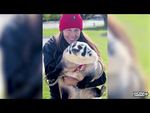 Meet Ryann Pedone and Conor, Her Pet Badger