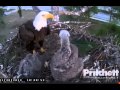 Video 2013 01 30 150801 SWFlorida eaglets feathers popping out
