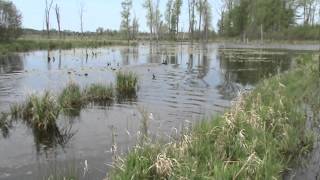 Oberon vom Jagdkönig, Deutsch Drahthaar