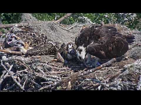 Ospreys Try To Keep Cool On Hot Day In Savannah, Georgia – May 21, 2019