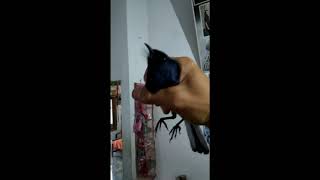 Download lagu Burung kacer nomer 1 di Indonesia gacor dan jinak.... mp3