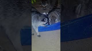 😂 Raccoons Sitting IN the Cat Food Dish! 🦝🍽️ They’re Living the Good Life! 🤣