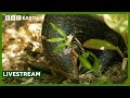LIVE Amazing Animals Of Asia BBC Earth