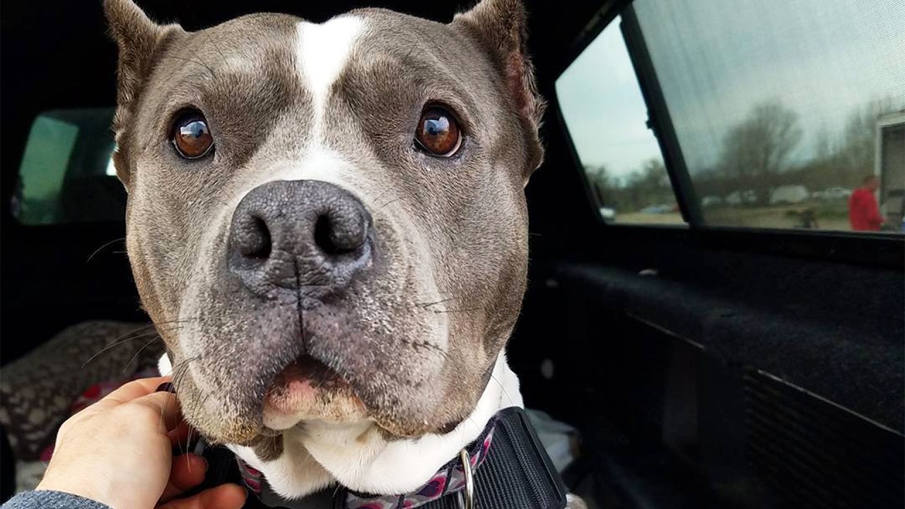 Rescued Pit Bull Talks to Her Mom All Day Long