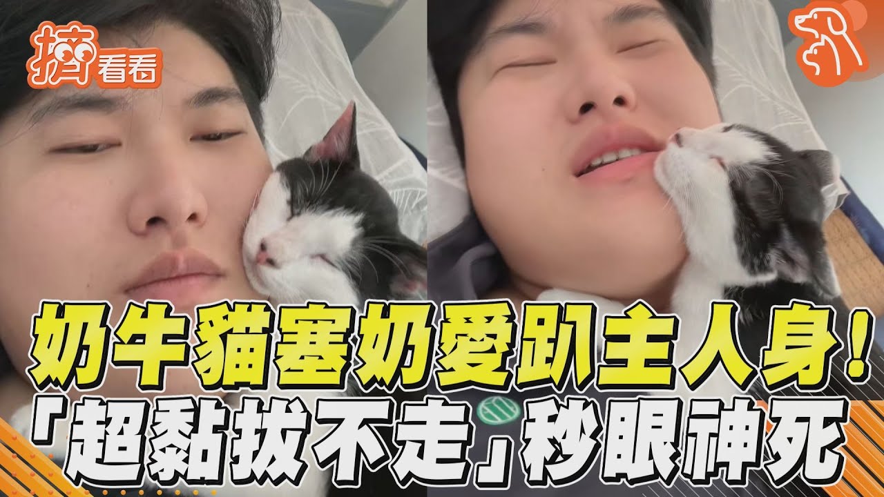 影音／奶牛貓塞奶愛趴主人身！　「超黏拔不走」秒眼神死