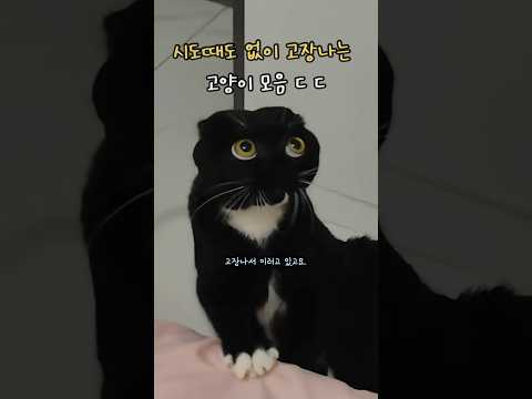 시도때도없이 고장나는 고양이 대참사 모음