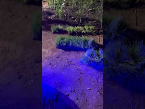 #pyaar #sangeet #beautiful #karulisarkarlive #khun#may