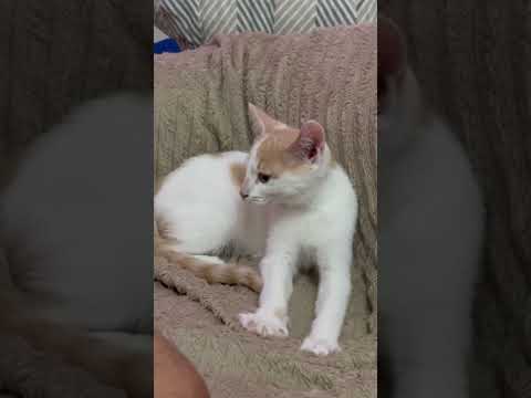 Vídeo de Lua