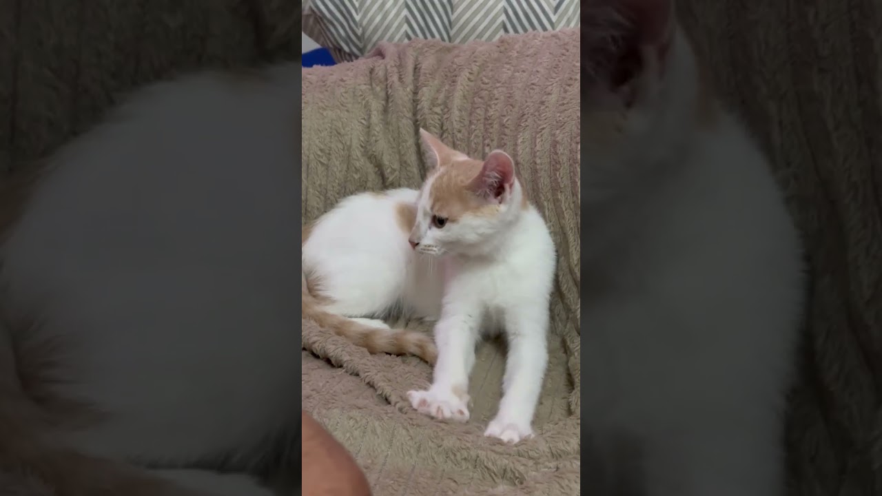 Gato raça SRD-ViraLata idade 2 a 6 meses nome Lua