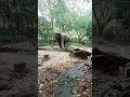 Beast Elephant Dance