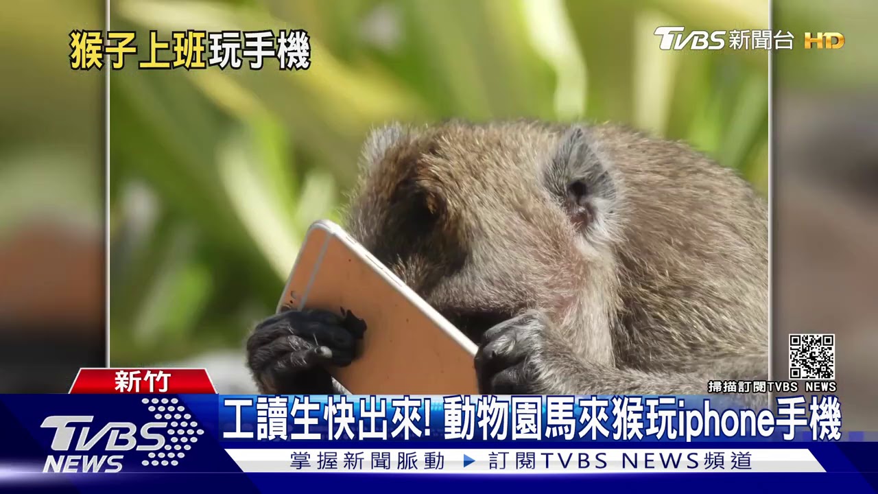 工讀生快出來! 動物園馬來猴玩iPhone手機