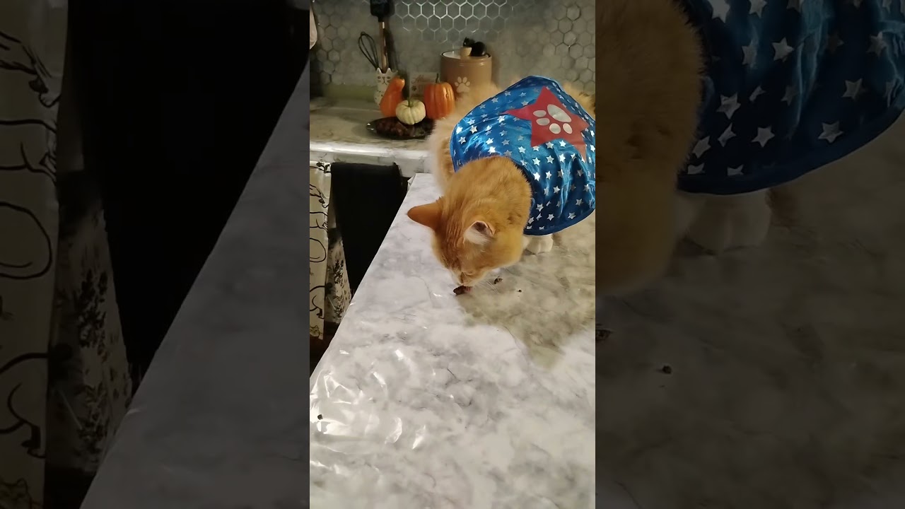Lights, Camera & Cat-tion! thumbnail