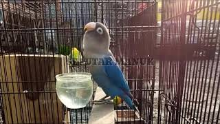 Download lagu MASTERAN LOVEBIRD KONSLET MANGAP TANPA JEDA mp3