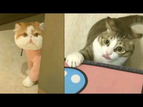 Cute Cats So Wsam - Funny and Cute Baby Cats Videos Compilation #12 | Animals | R Shahariya