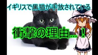 イギリスで黒猫が手放されている！？その衝撃の理由とは...